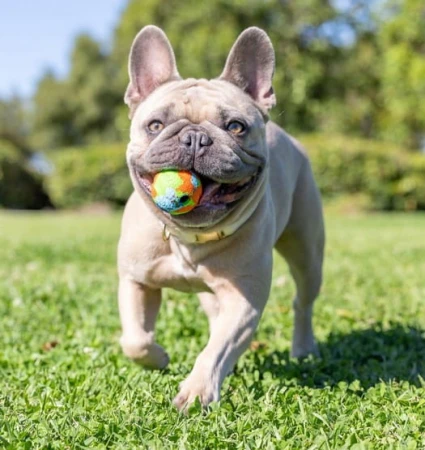 Chuckit! Eco Fetch Ball Small 2pak [37163] - zabawka dla psa