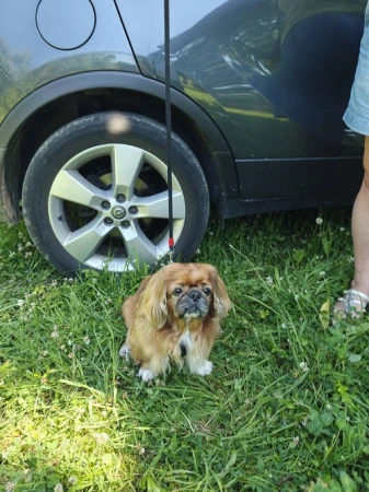 Trixie Multifunkcyjne szelki samochodowe dla psa czarne z pasem bezpieczeństwa w rozmiarze L 1
