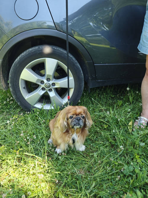Trixie Multifunkcyjne szelki samochodowe dla psa czarne z pasem bezpieczeństwa w rozmiarze XS 1